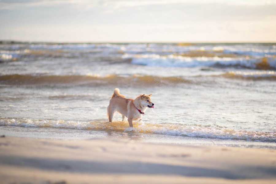 Les plus belles plages en Italie où les animaux canins sont autorisés