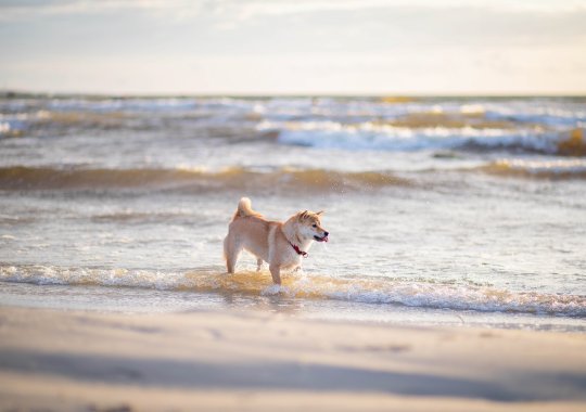 Les plus belles plages en Italie où les animaux canins sont autorisés