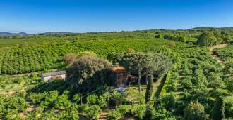 Terrain de 14 hectares avec noisetiers à Vetralla