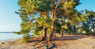 Camping en bord de mer en Toscane à vendre